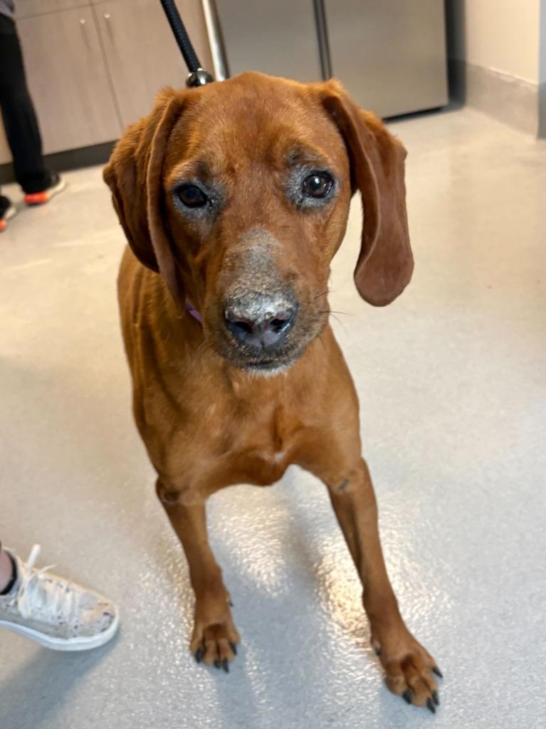 Greta, Adoptable, Senior Female Redbone Coonhound.