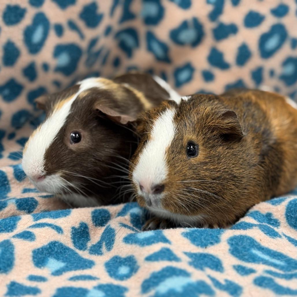 Mocha, Adoptable, Adult Male Guinea Pig.