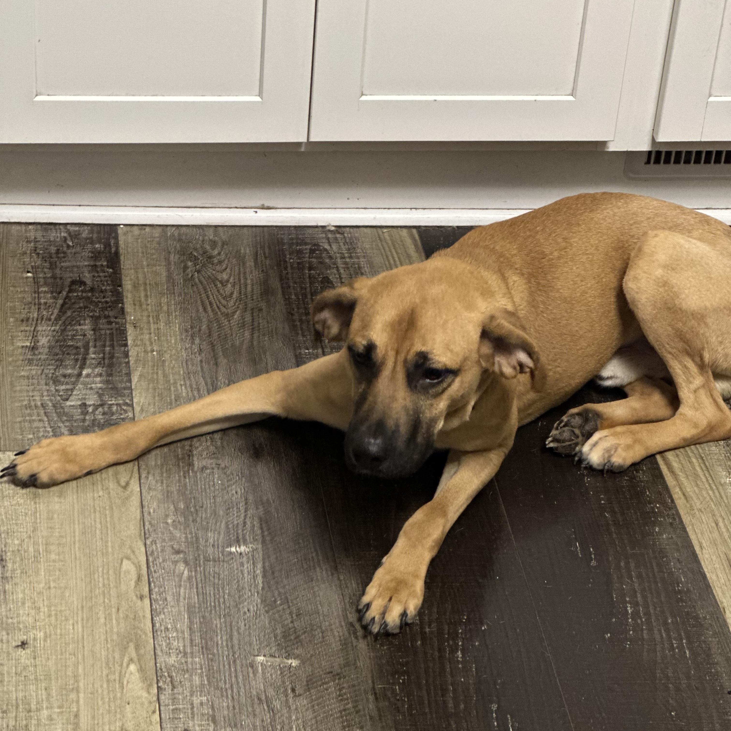 Enlarge Graham , a ADOPTABLE mixed breed in Wilmington, IL image 4/4