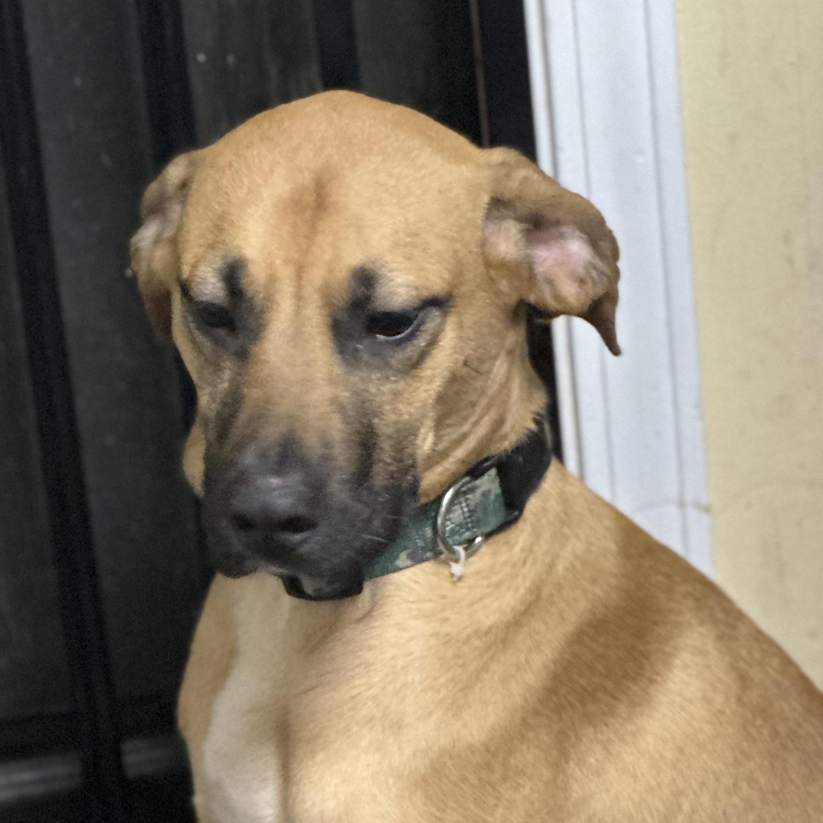 Enlarge Graham , a ADOPTABLE mixed breed in Wilmington, IL image 3/4