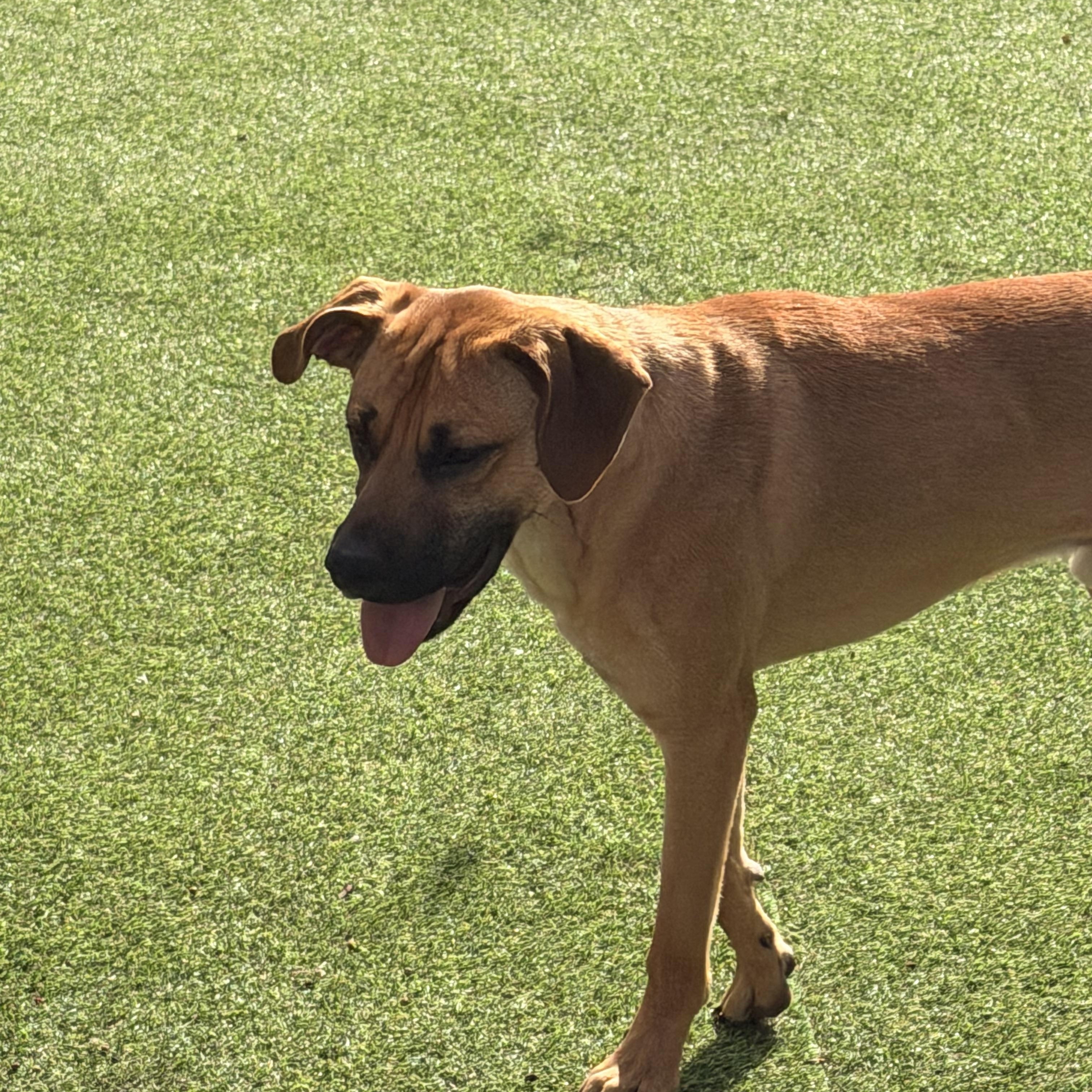 Enlarge Graham , an adopted mixed breed in Wilmington, IL image 6/6