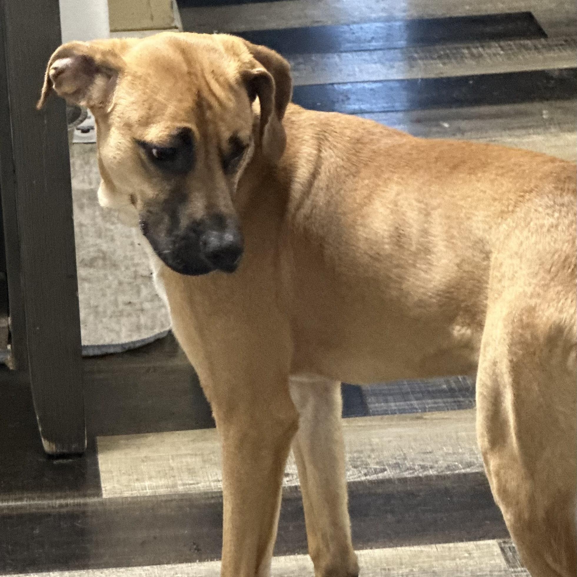 Enlarge Graham , a ADOPTABLE mixed breed in Wilmington, IL image 1/4