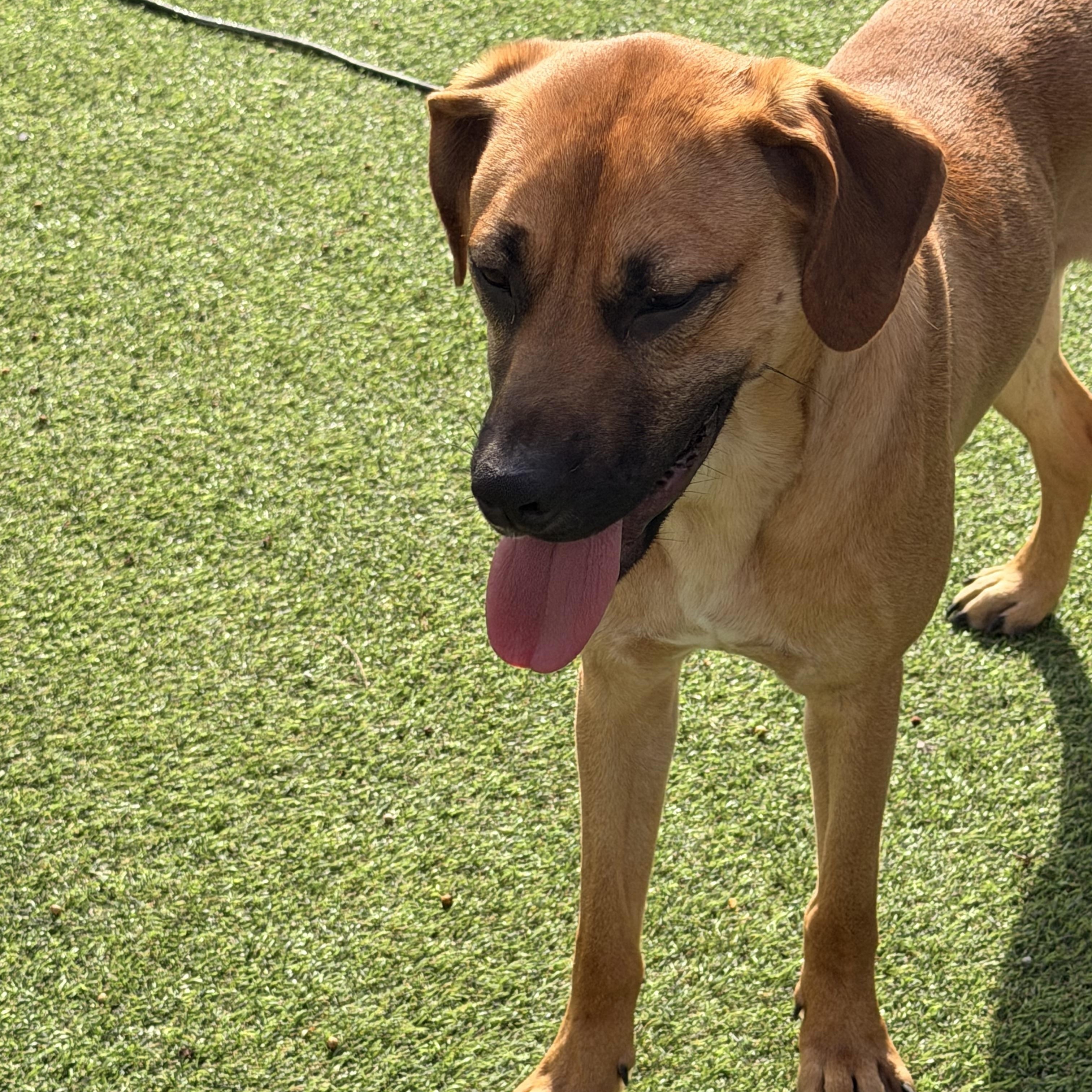 Enlarge Graham , an adopted mixed breed in Wilmington, IL image 1/6