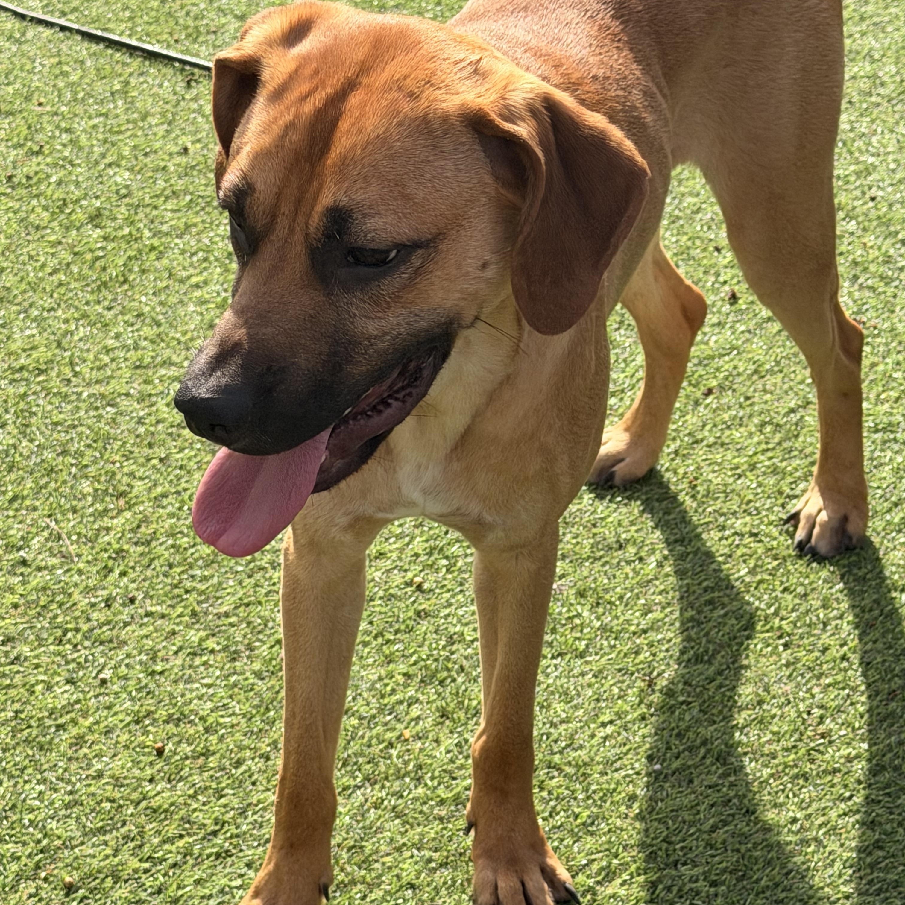 Enlarge Graham , an adopted mixed breed in Wilmington, IL image 5/6