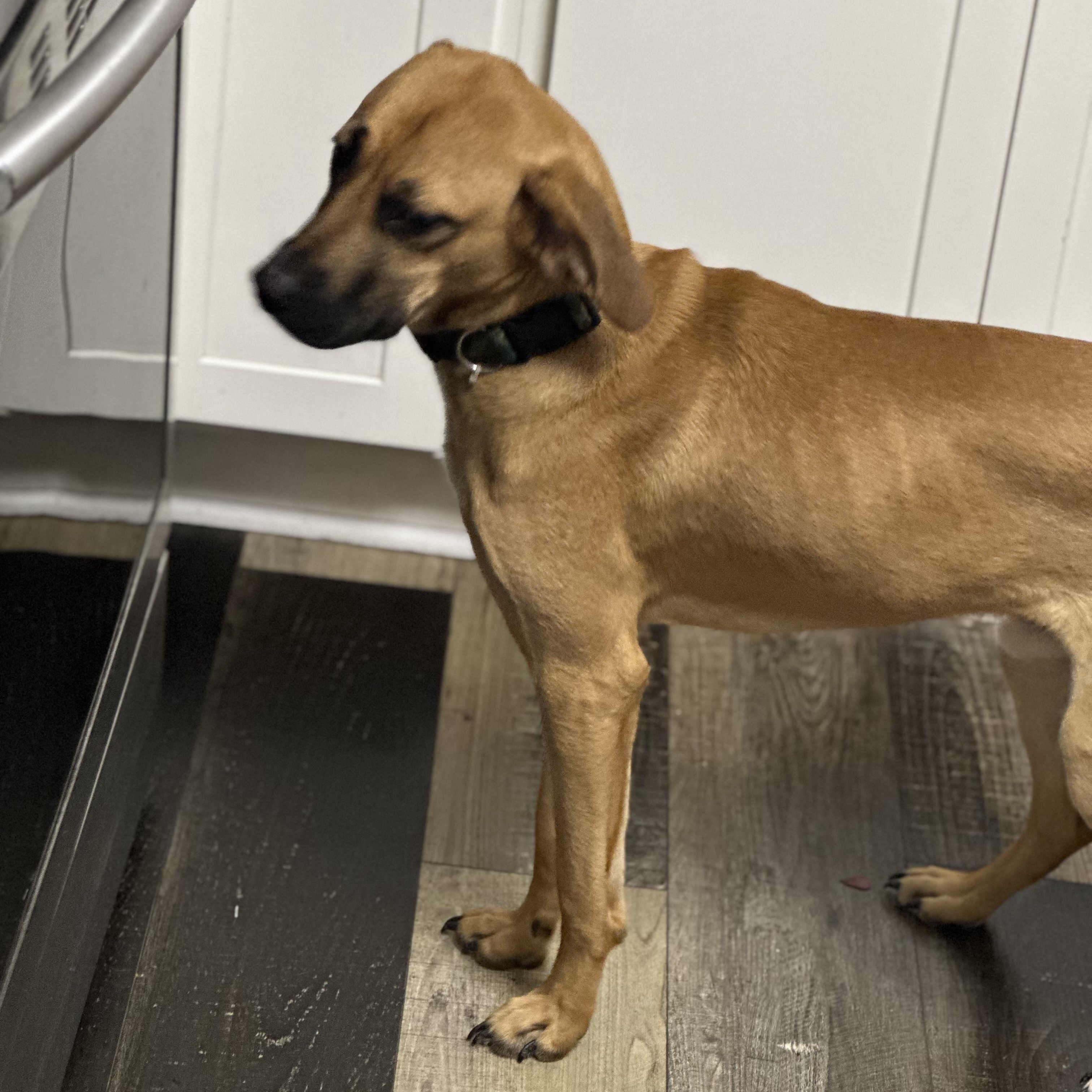 Enlarge Graham , a ADOPTABLE mixed breed in Wilmington, IL image 2/4