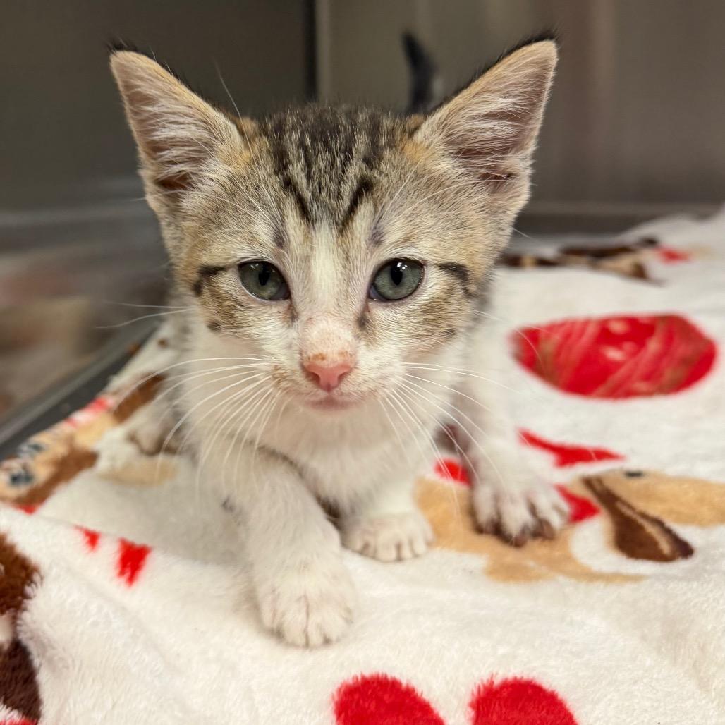 Rico, Adoptable, Kitten Female Domestic Short Hair.