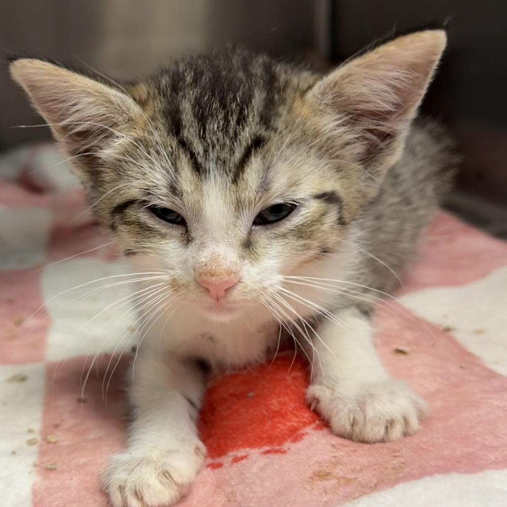 Rico, a Adoptable Domestic Short Hair in Bryan, TX image 2/2