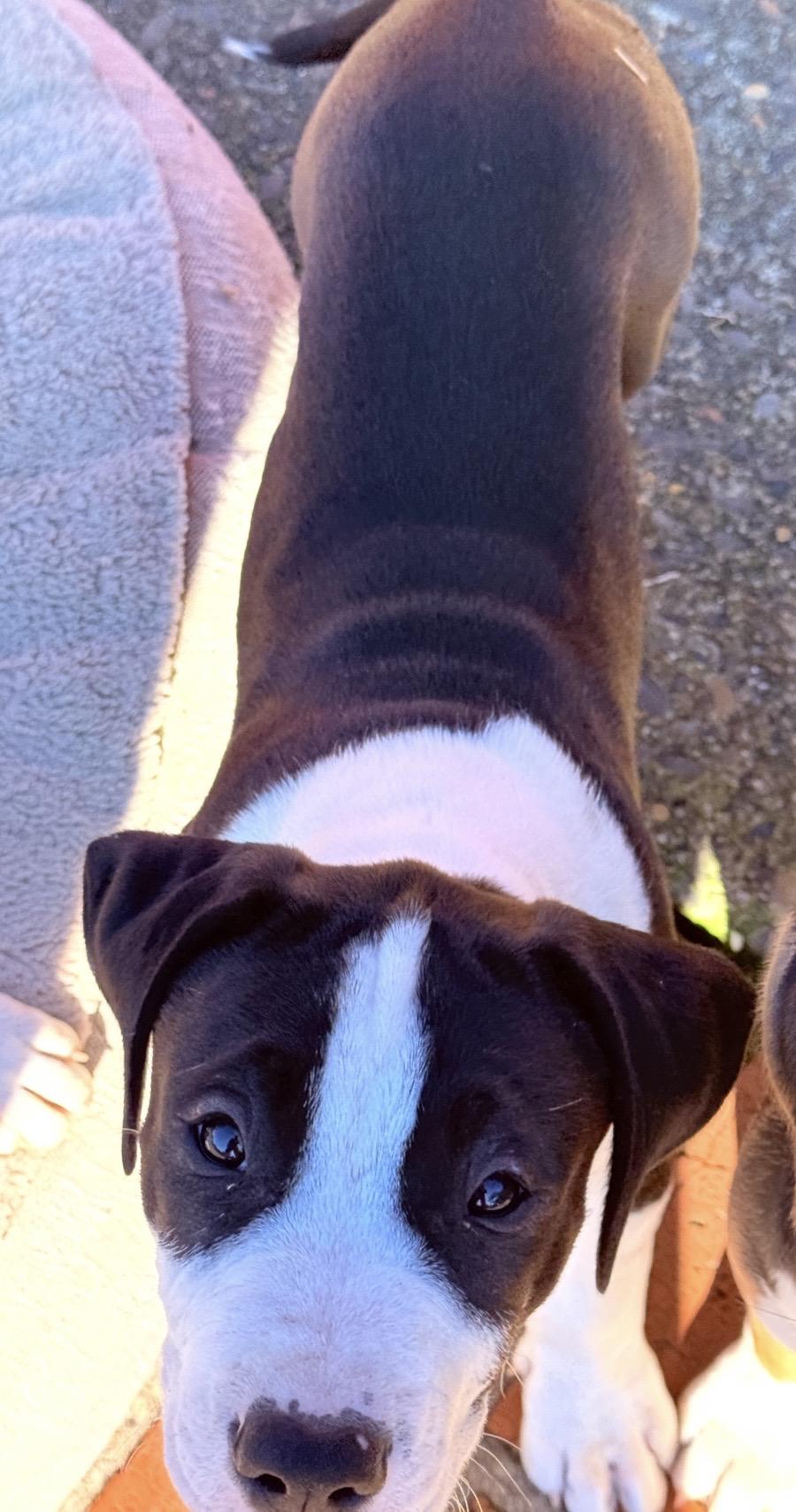 Enlarge Garth (Brooks), a ADOPTABLE mixed breed in Beaverton, OR image 1/2