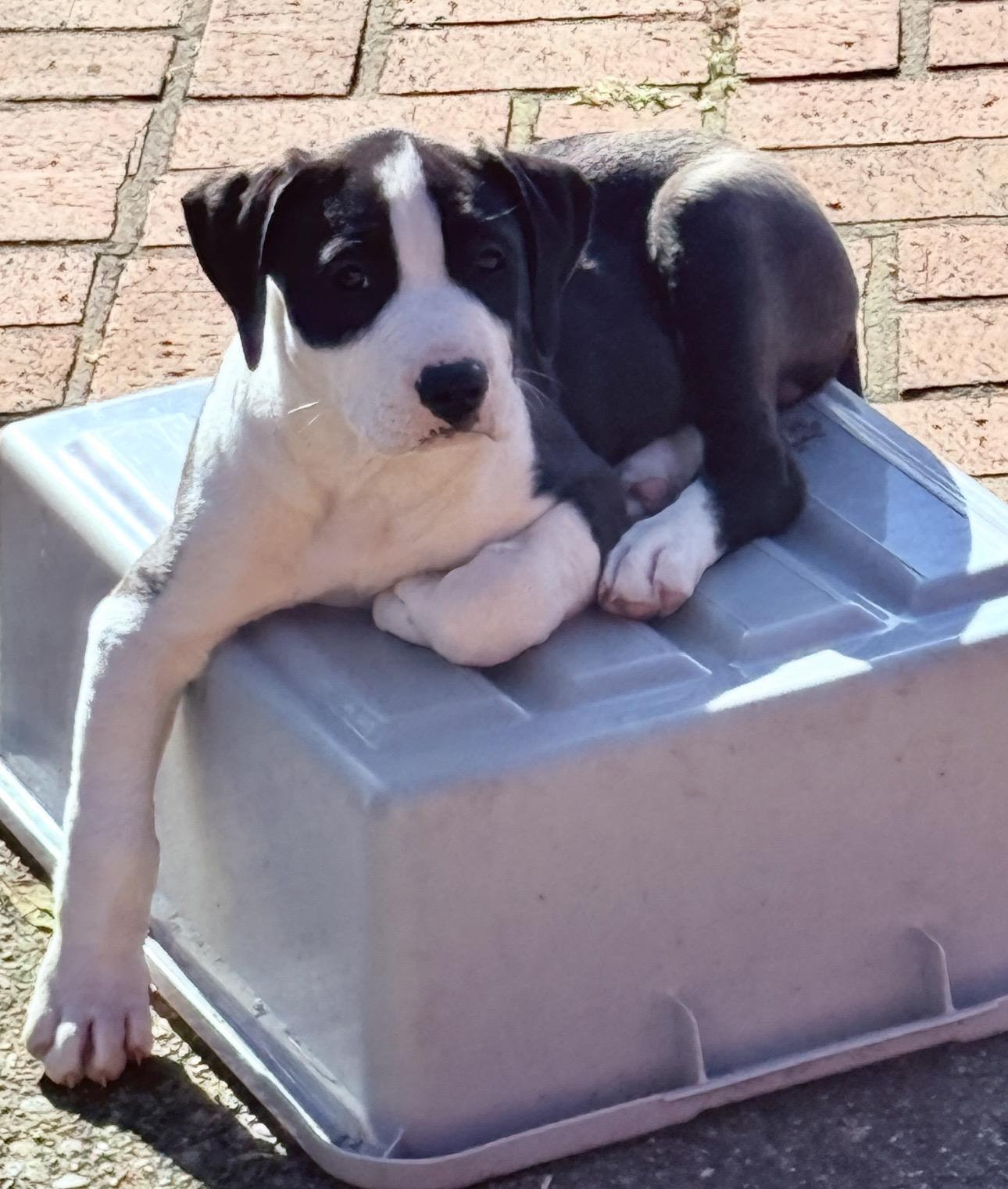 Enlarge Garth (Brooks), a ADOPTABLE mixed breed in Beaverton, OR image 2/2