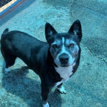 Enlarge Callie, a Adoptable mixed breed in Bernalillo, NM image 1/6