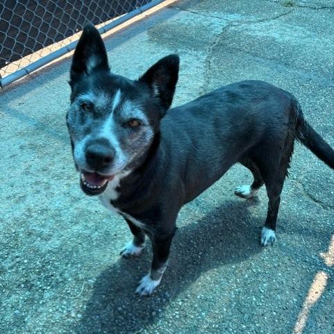 Enlarge Callie, a Adoptable mixed breed in Bernalillo, NM image 2/6