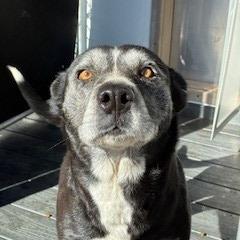 Callie, Adoptable, Adult Female Border Collie & Black Labrador Retriever.