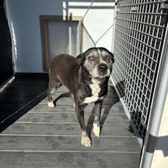 Enlarge Callie, a Adoptable mixed breed in Bernalillo, NM image 4/6