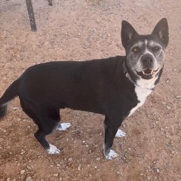 Enlarge Callie, a Adoptable mixed breed in Bernalillo, NM image 2/6