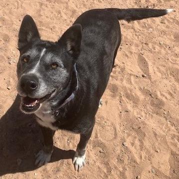 Enlarge Callie, a Adoptable mixed breed in Bernalillo, NM image 3/6