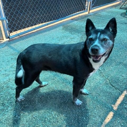 Enlarge Callie, a Adoptable mixed breed in Bernalillo, NM image 5/6