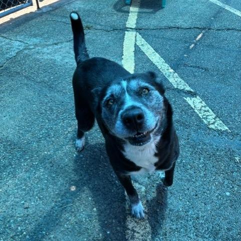 Enlarge Callie, a Adoptable mixed breed in Bernalillo, NM image 4/6
