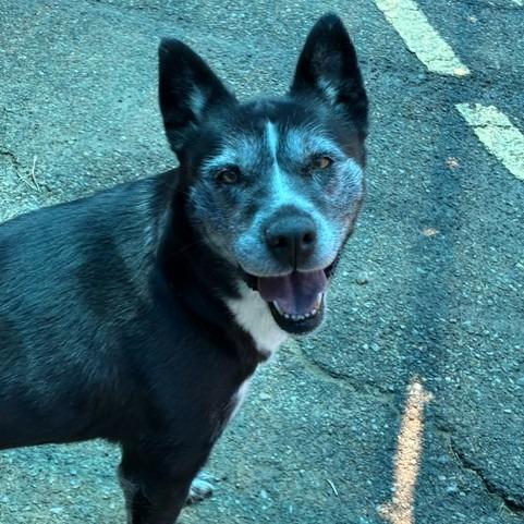 Enlarge Callie, a Adoptable mixed breed in Bernalillo, NM image 6/6