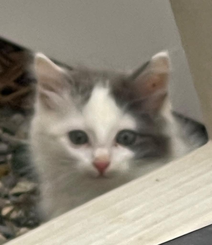 Mumford — thumbnail 2