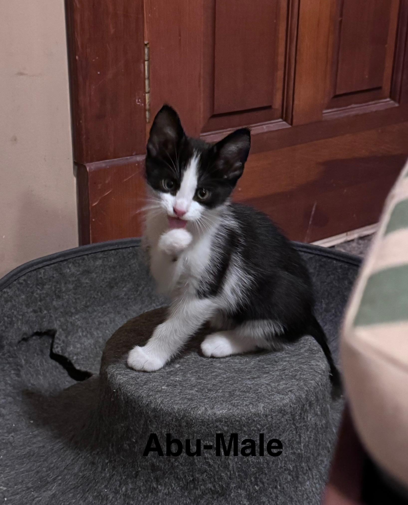 Enlarge Abu, a Adoptable Domestic Medium Hair in Crystal Lake, IL image 1/1