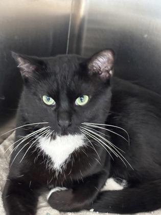 Granite, Adoptable, Adult Male Domestic Short Hair & Tuxedo.