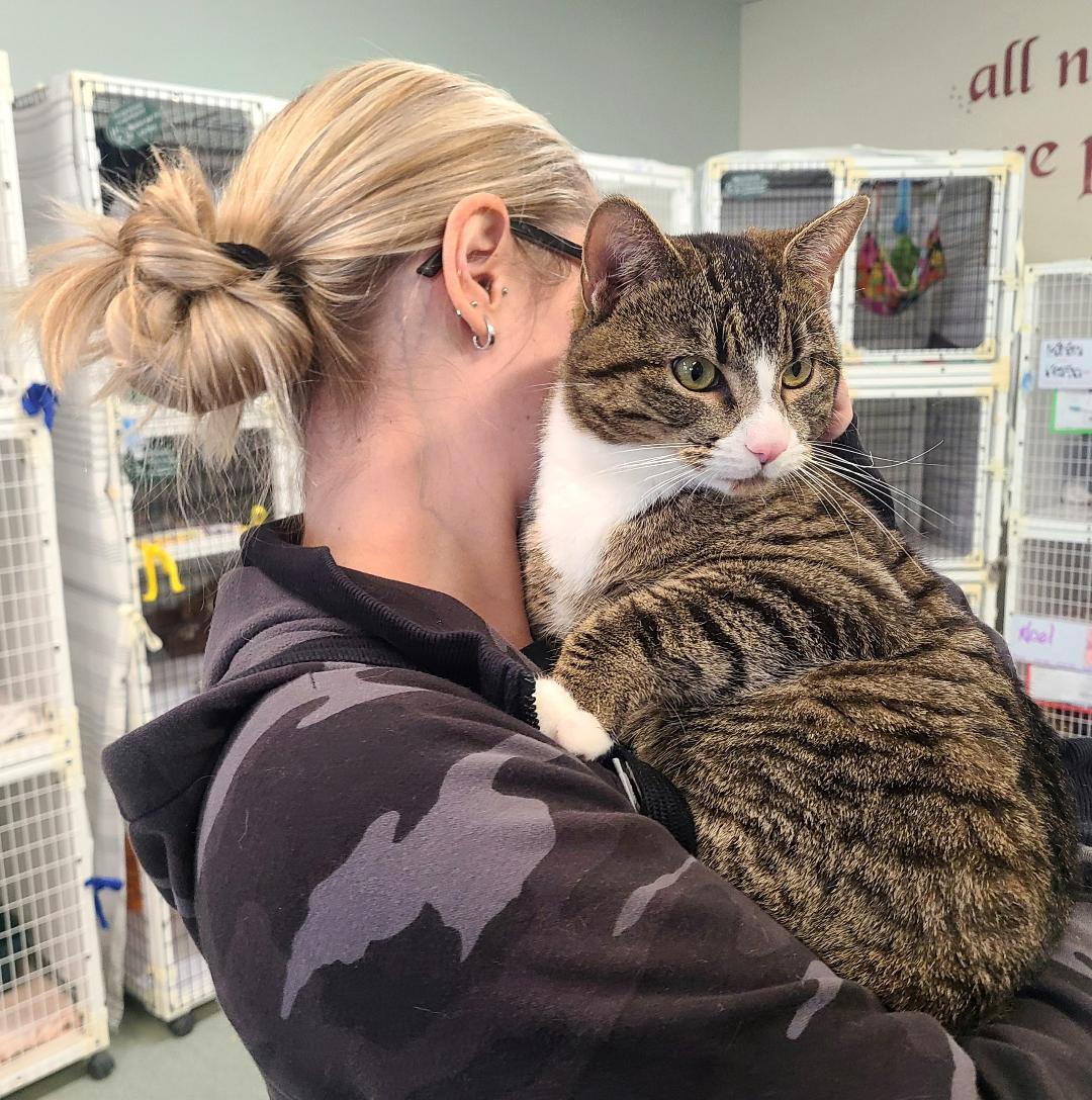 Enlarge Gus, a ADOPTABLE Domestic Short Hair in Kirkland, WA image 2/2