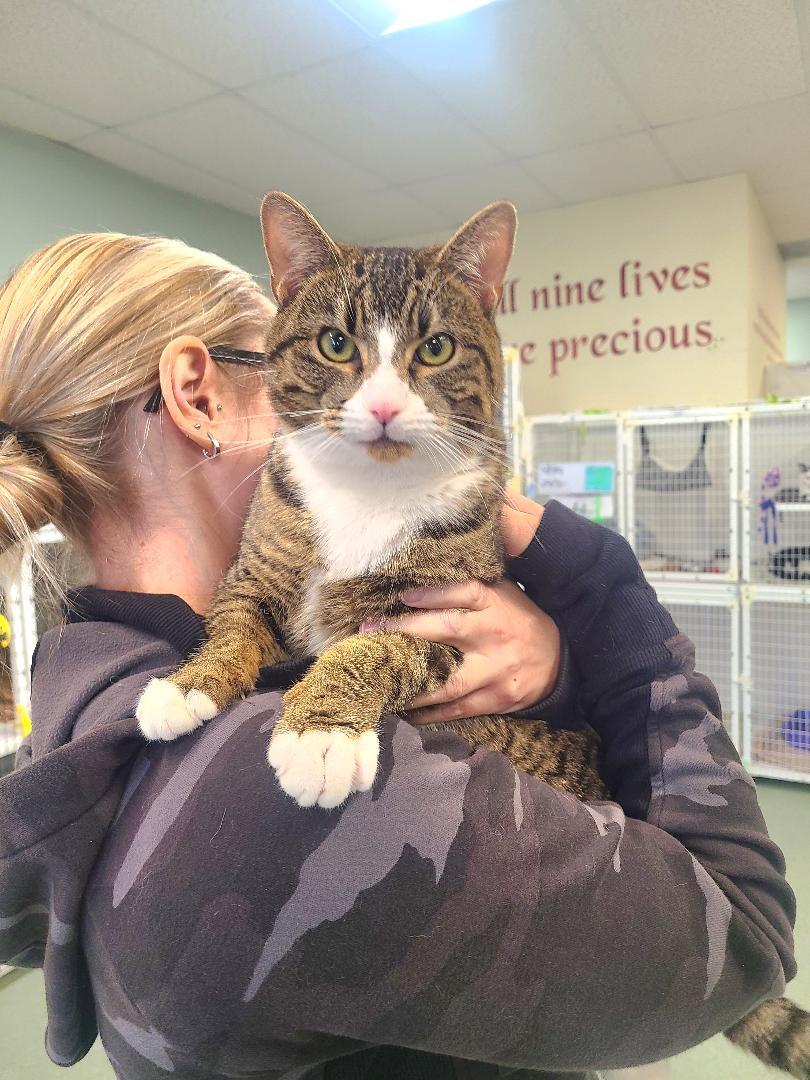 Gus, ADOPTABLE, Adult Male Domestic Short Hair.