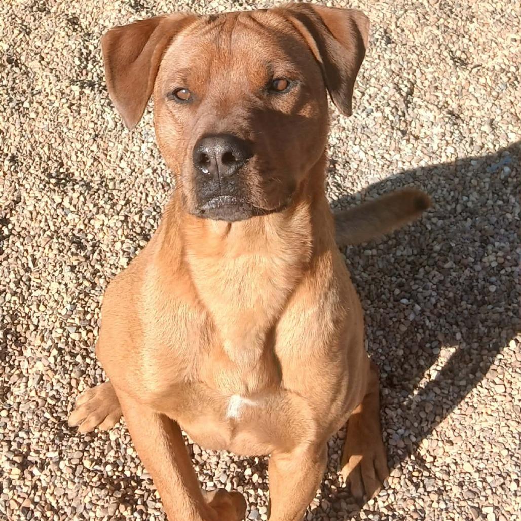 Enlarge Bryson, a Adoptable mixed breed in Wadena, MN image 1/6