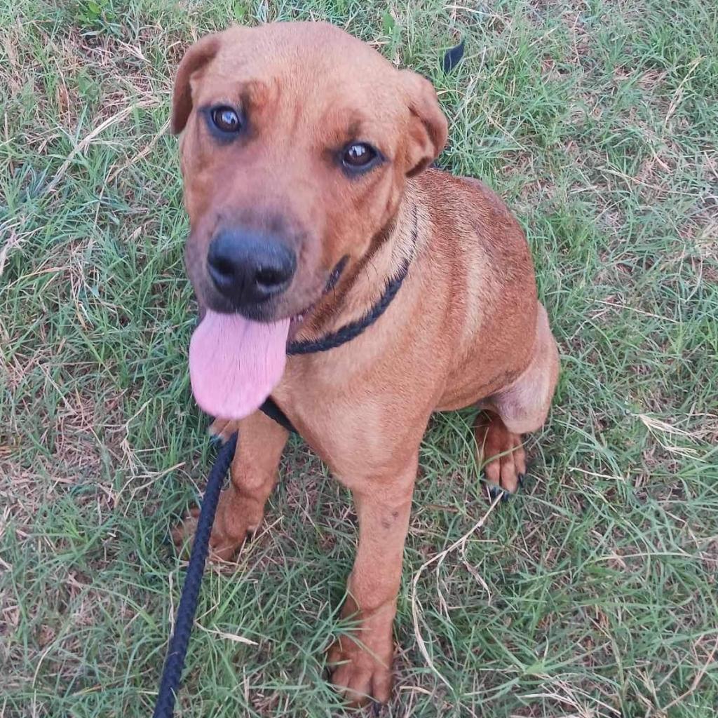 Enlarge Bryson, a Adoptable mixed breed in Wadena, MN image 2/6