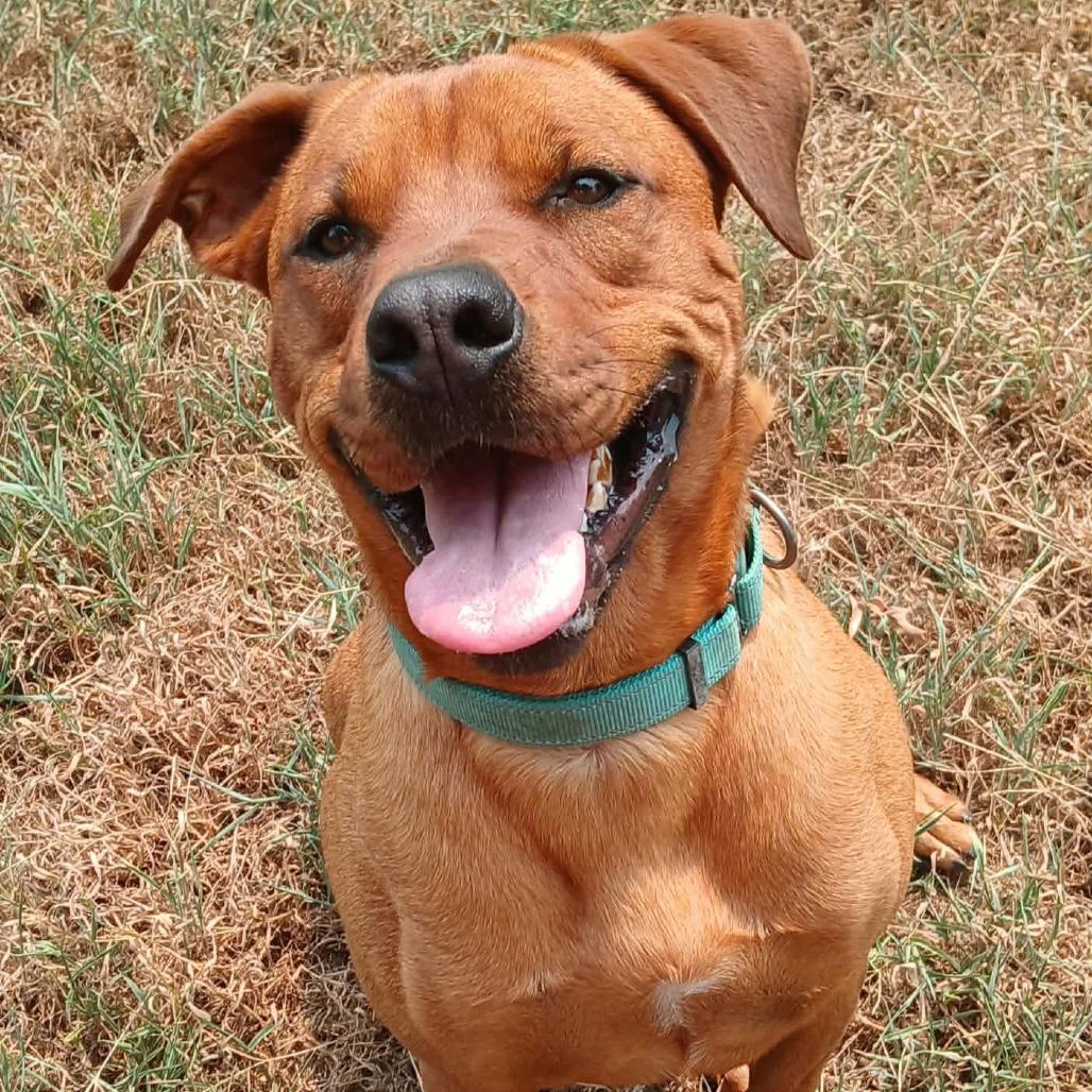 Enlarge Bryson, a Adoptable mixed breed in Wadena, MN image 2/6