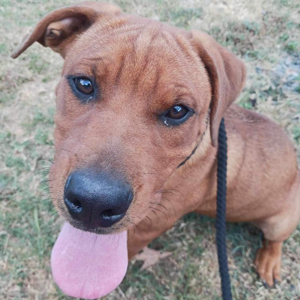 Enlarge Bryson, a Adoptable mixed breed in Wadena, MN image 3/6