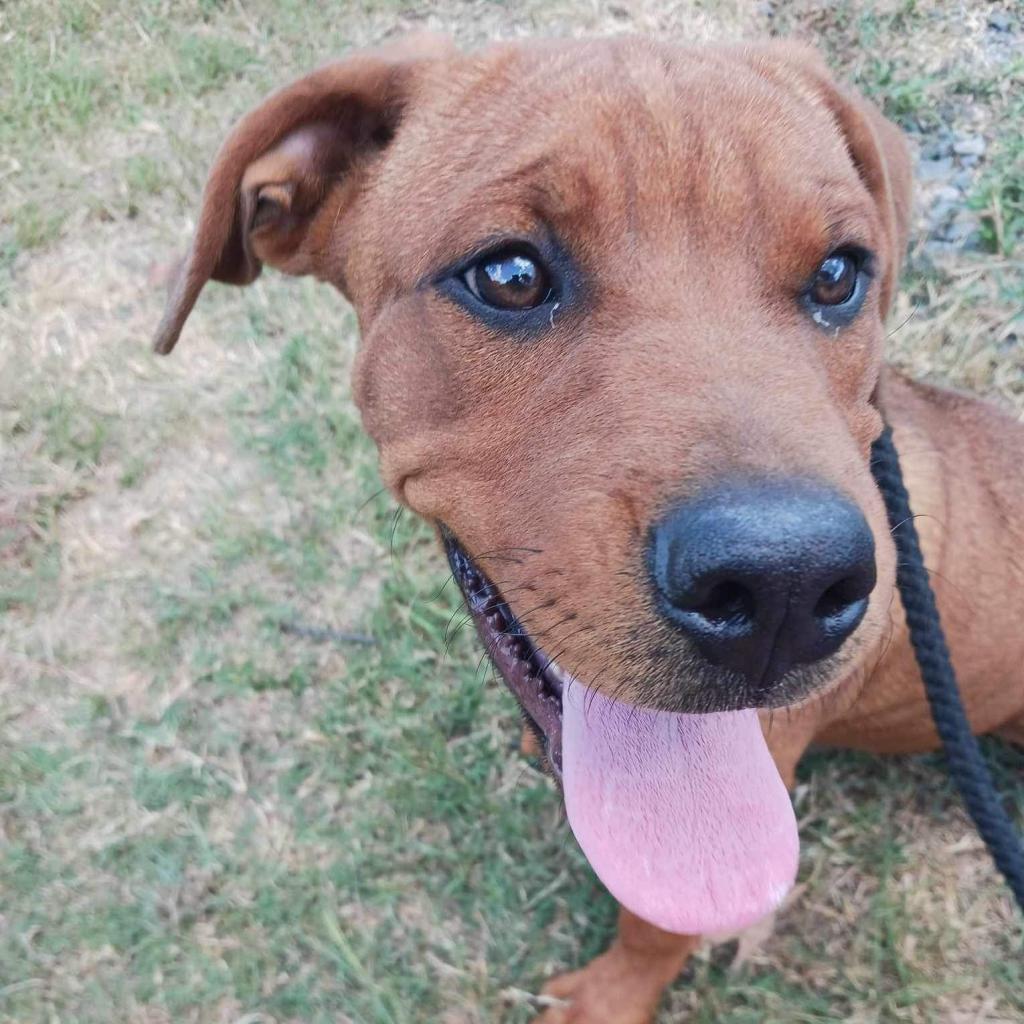 Enlarge Bryson, a Adoptable mixed breed in Wadena, MN image 4/6