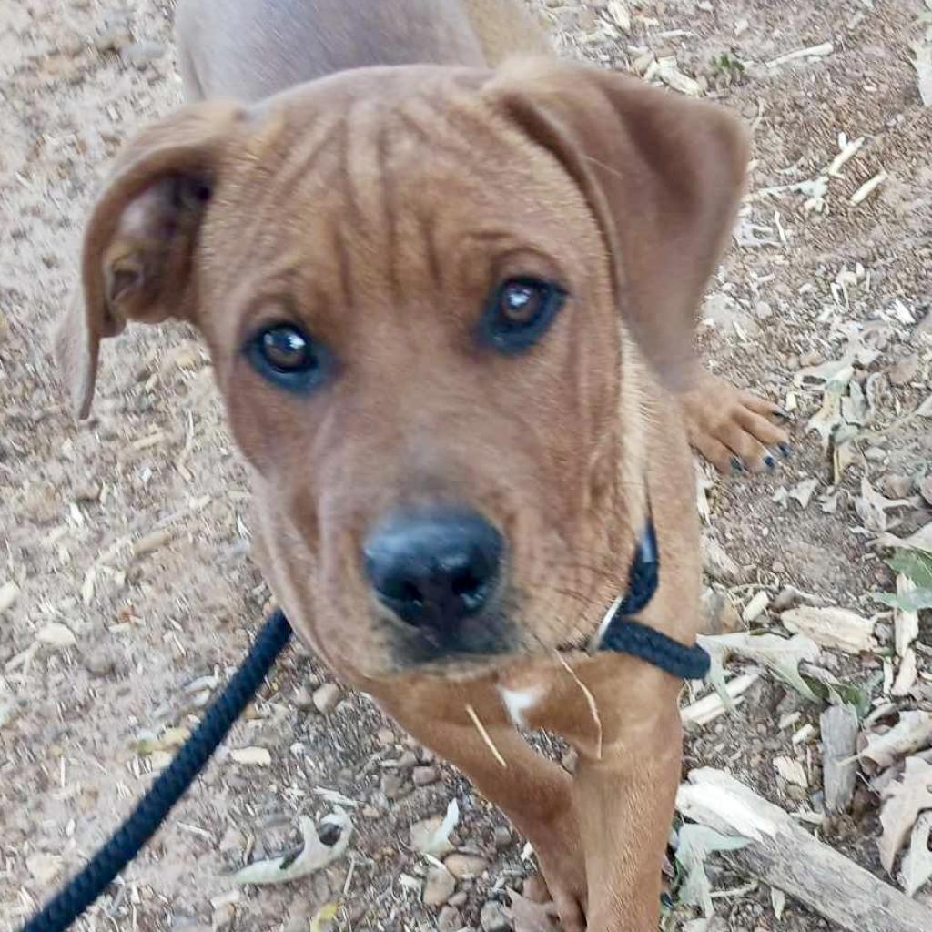 Enlarge Bryson, a Adoptable mixed breed in Wadena, MN image 5/6
