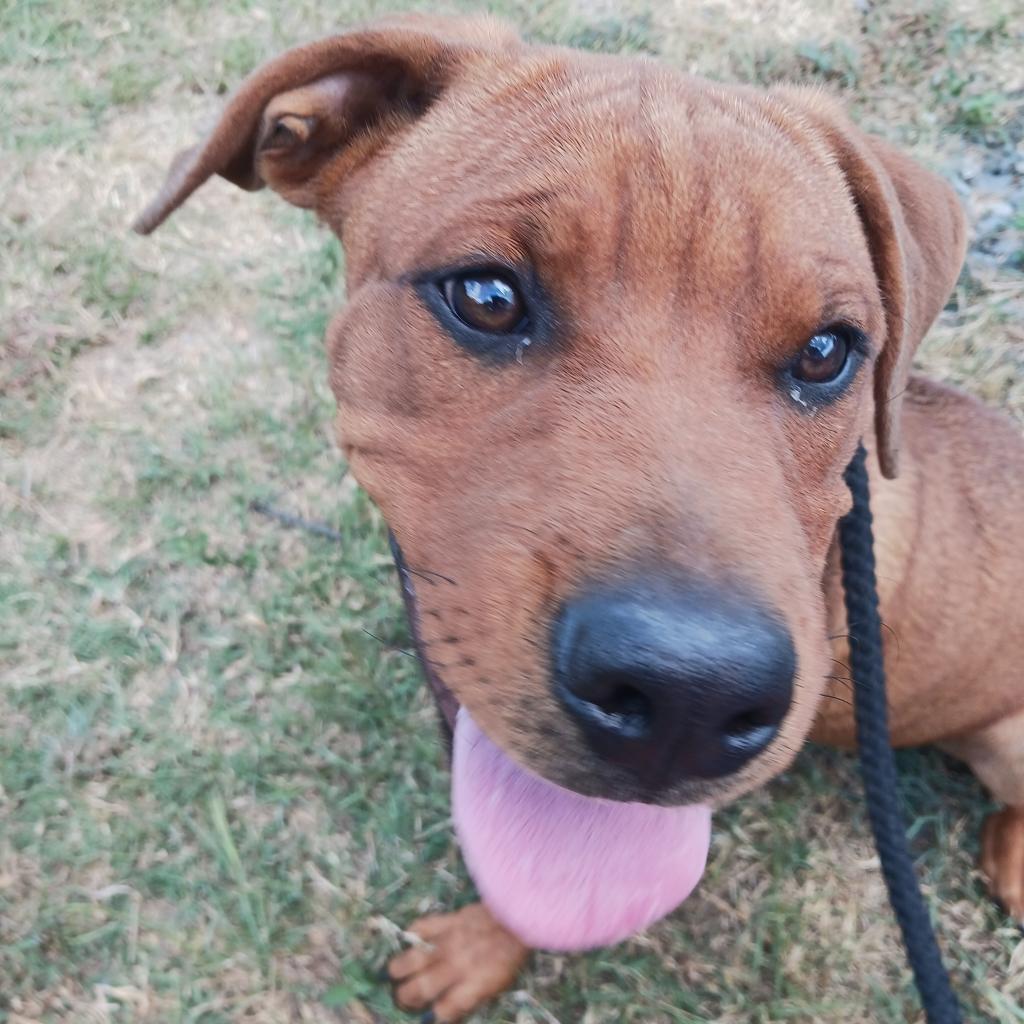 Enlarge Bryson, a Adoptable mixed breed in Wadena, MN image 6/6