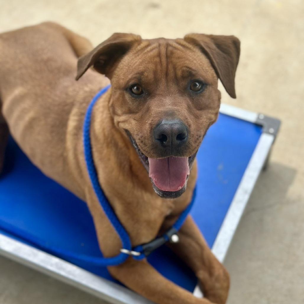 Bryson, a Adoptable mixed breed in Wadena, MN image 6/6