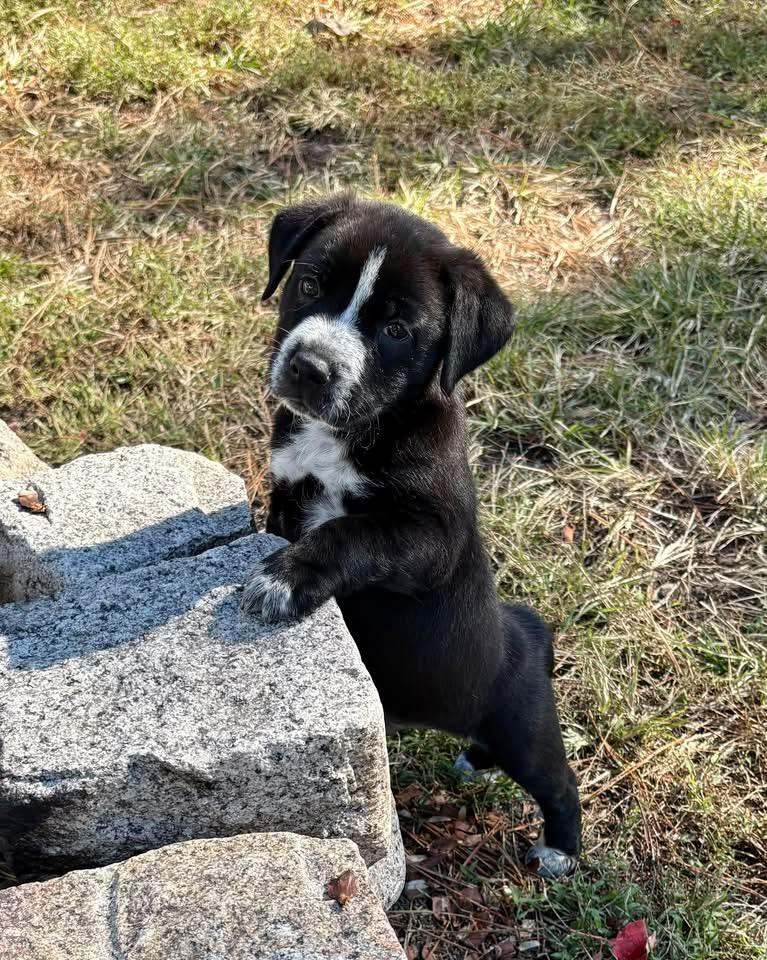 Mr.Puppy Paws, Adoptable, Puppy Male Australian Cattle Dog / Blue Heeler.