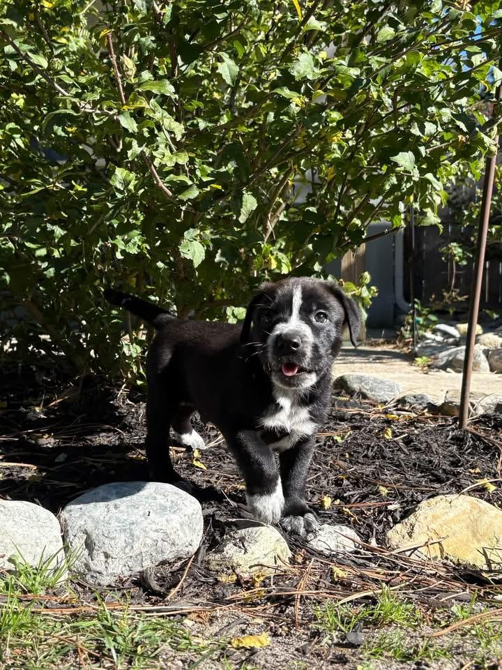 Enlarge Mr.Puppy Paws, a Adoptable mixed breed in Berlin, NJ image 2/3
