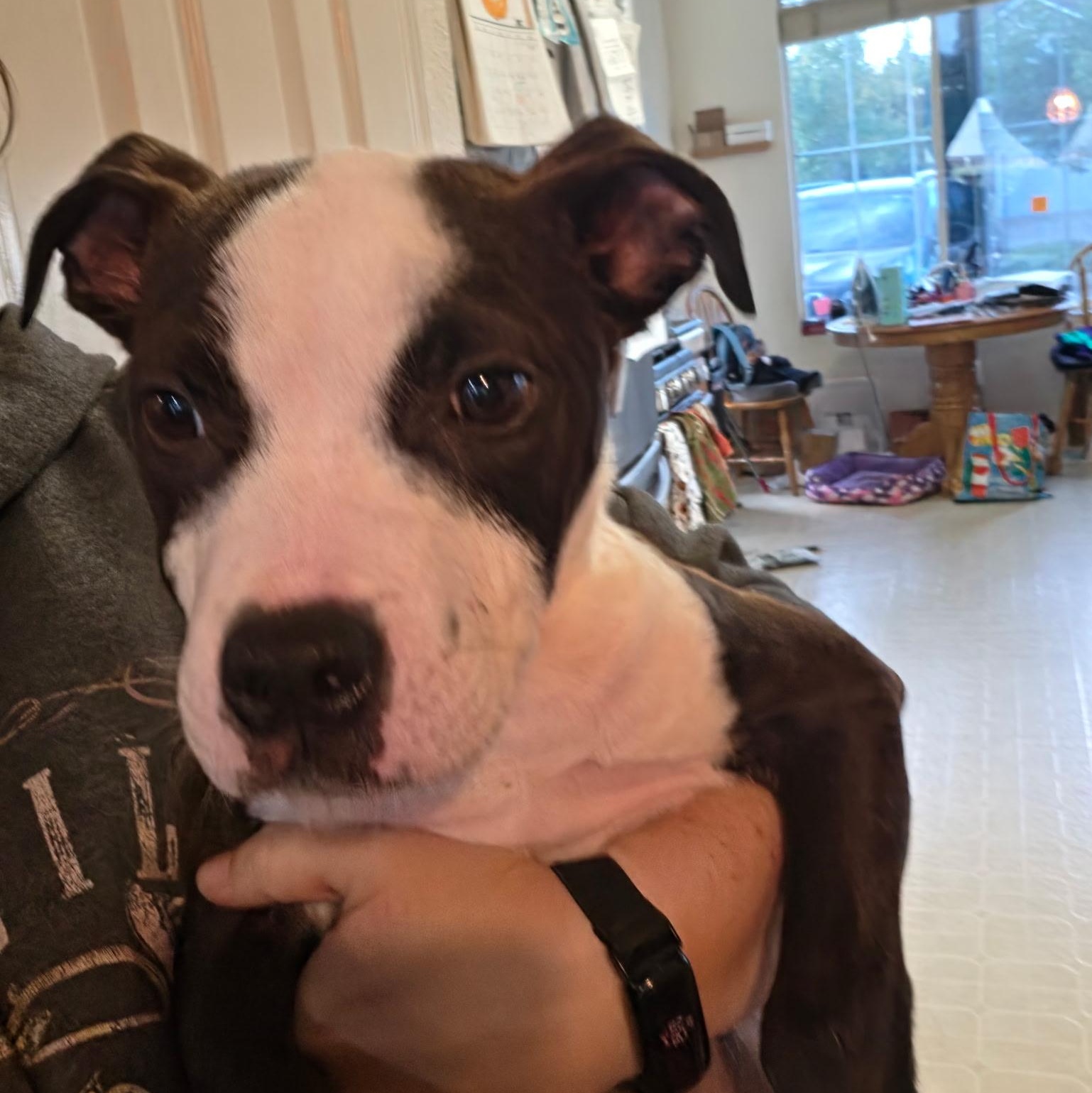 Big Fudge, Adoptable, Puppy Male American Staffordshire Terrier & Boxer.