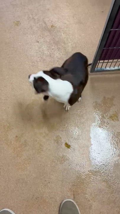 Enlarge Big Fudge, a Adoptable mixed breed in Brentwood, CA video 4/4