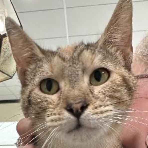 Tabitha, Baby Female Domestic Short Hair