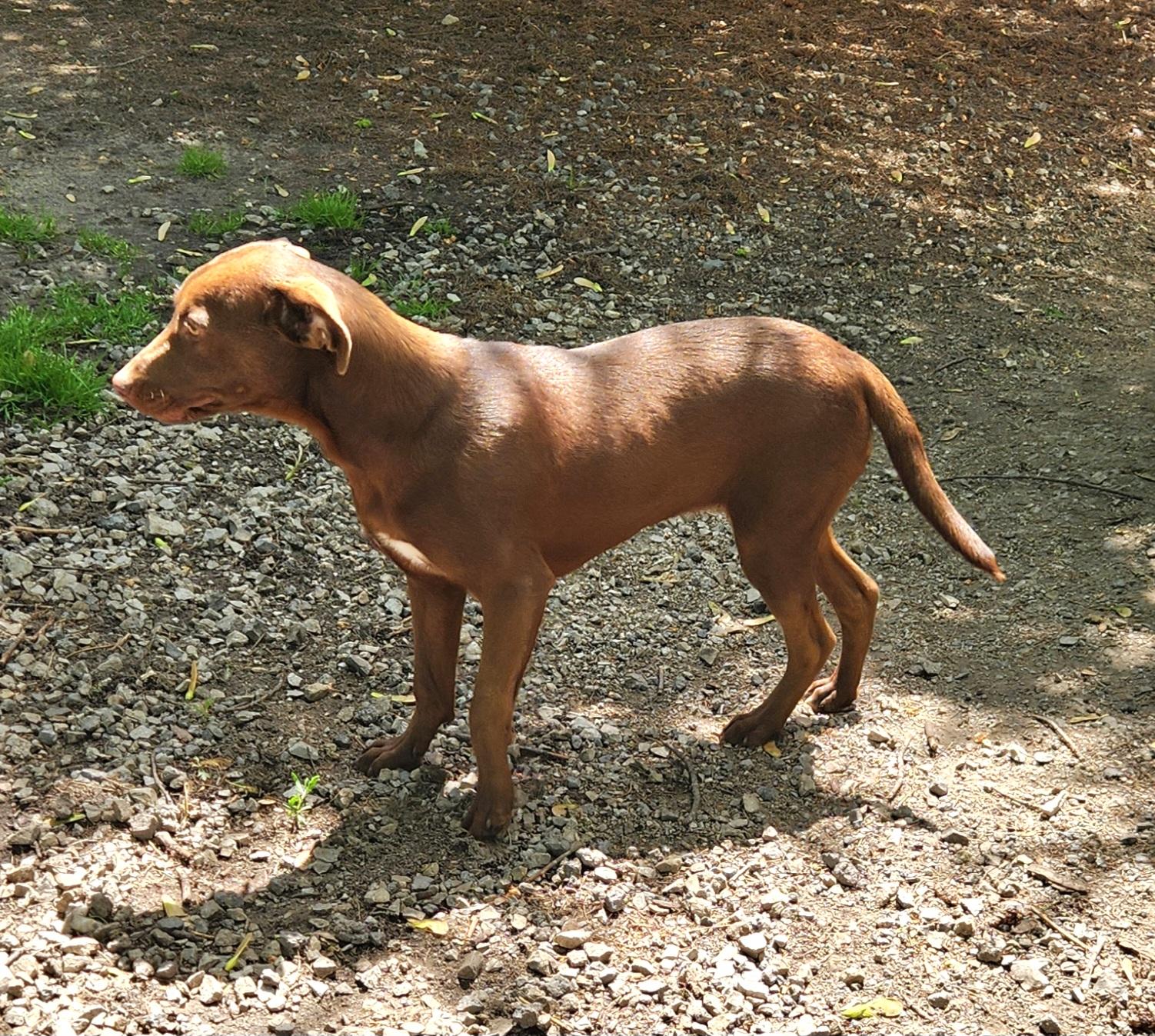 Flori, an adopted mixed breed in Liberty Center, OH image 6/6