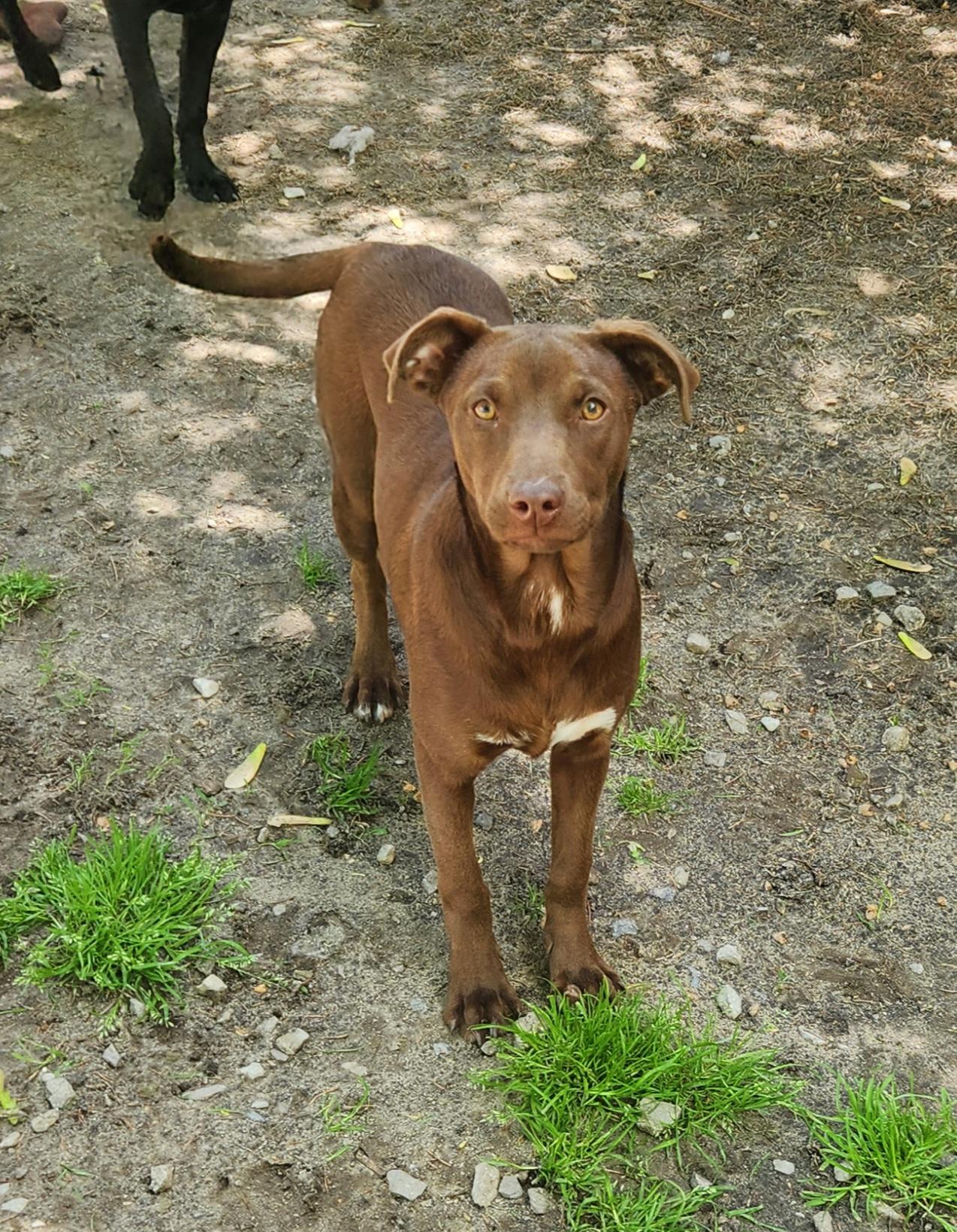 Flori, an adopted mixed breed in Liberty Center, OH image 1/6