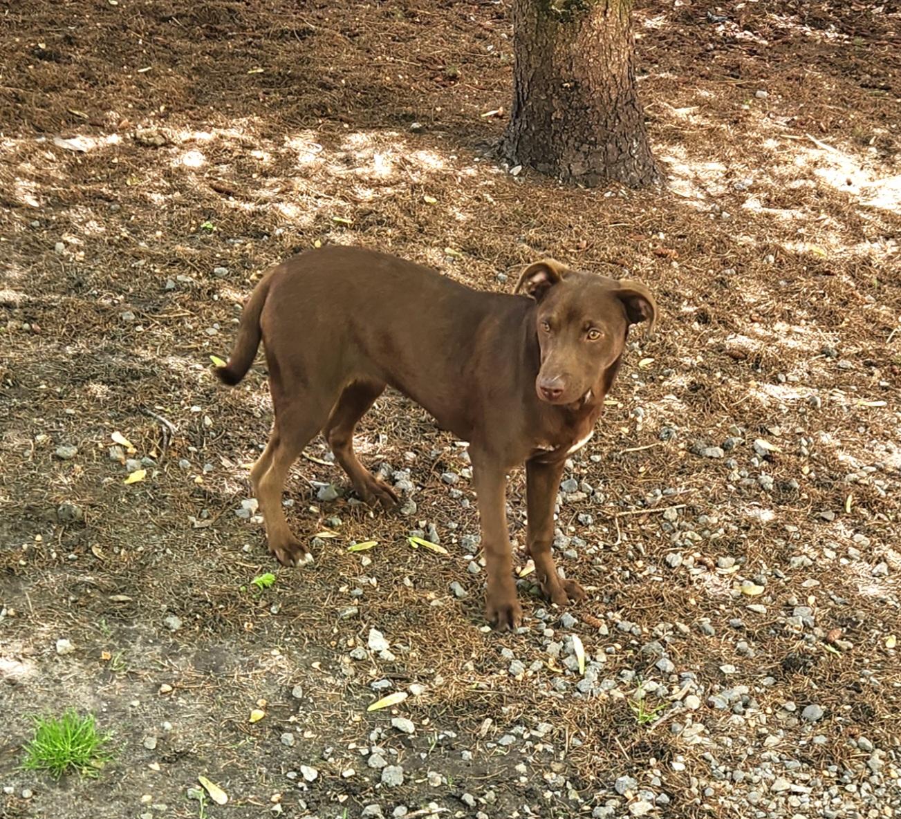 Flori, an adopted mixed breed in Liberty Center, OH image 4/6