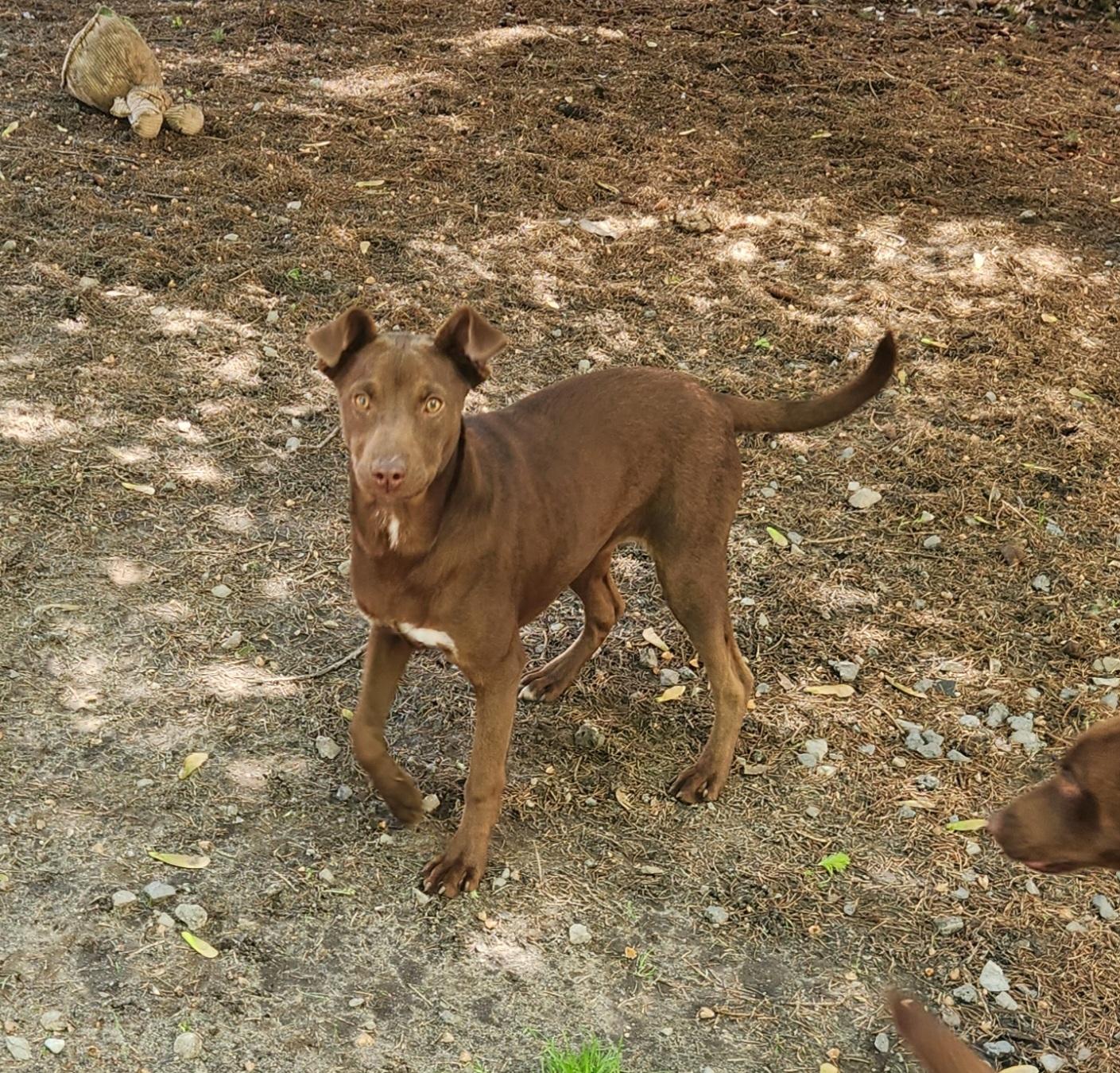 Flori, an adopted mixed breed in Liberty Center, OH image 3/6