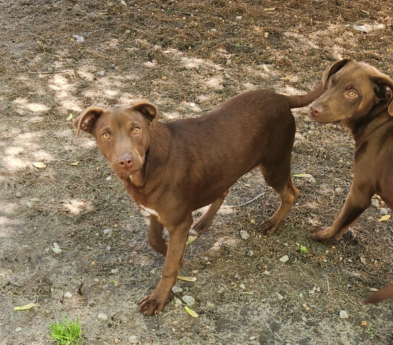 Flori, an adopted mixed breed in Liberty Center, OH image 2/6
