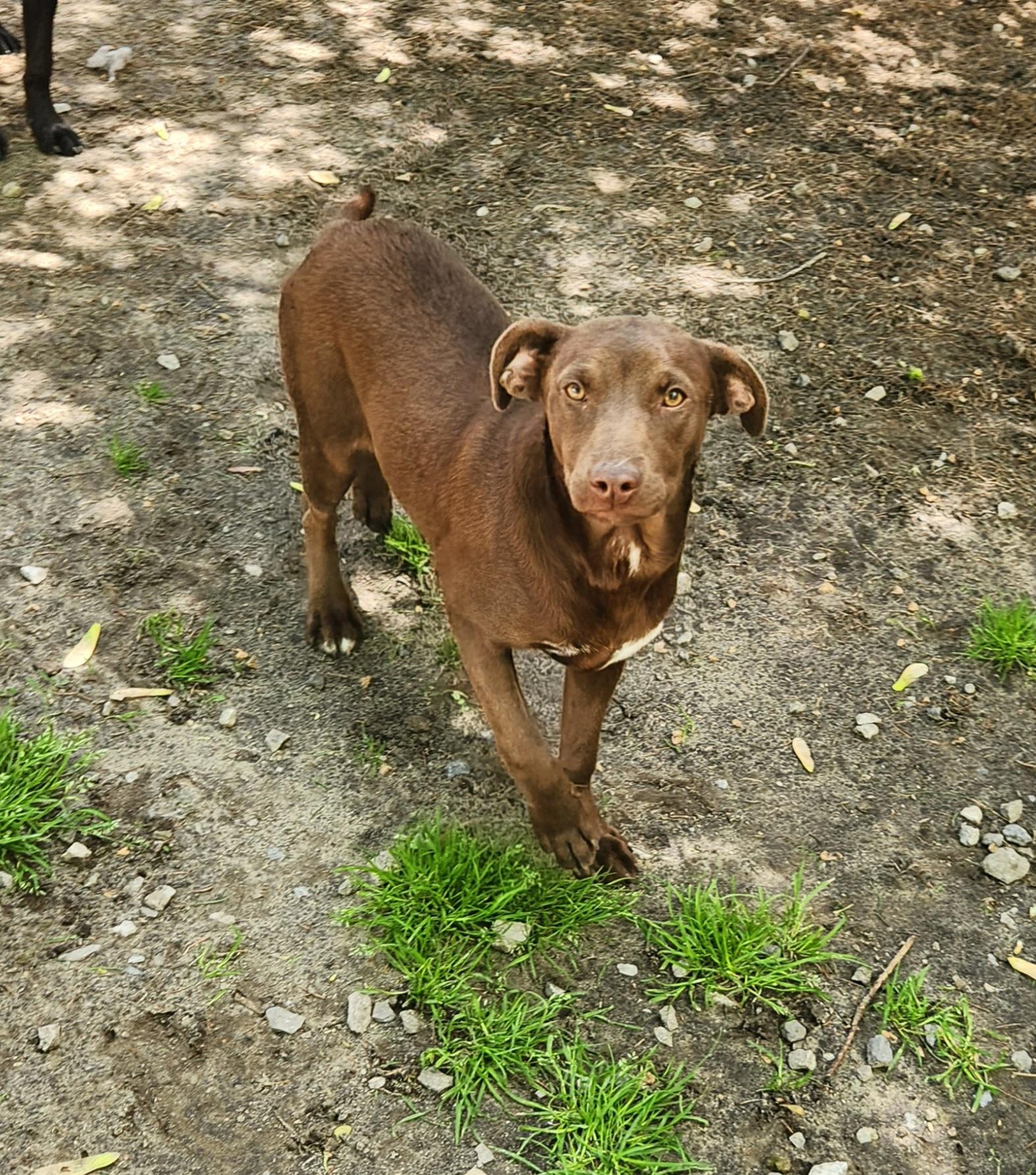 Flori, an adopted mixed breed in Liberty Center, OH image 5/6