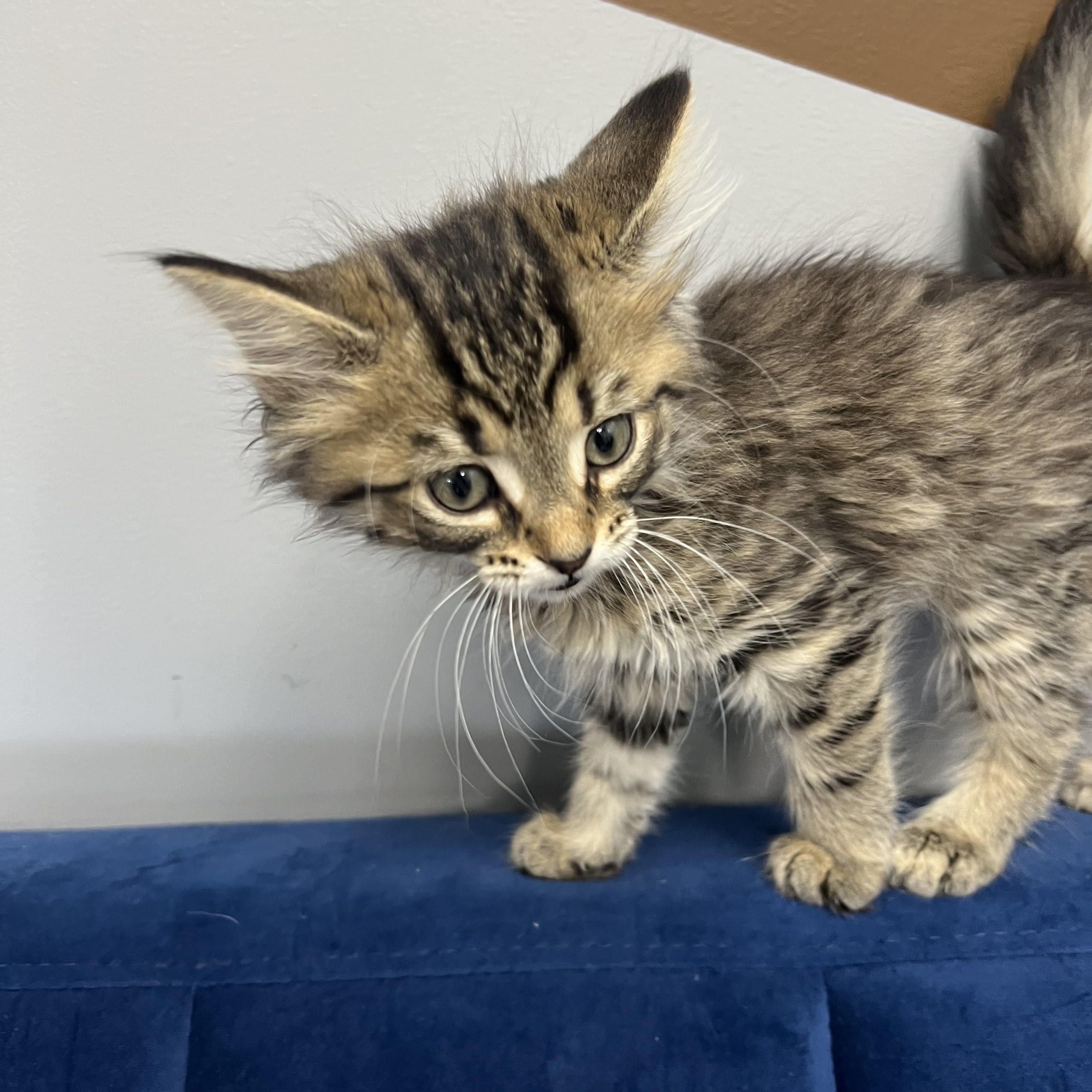 Enlarge Josie, a ADOPTABLE Domestic Medium Hair in Stormville, NY image 2/4