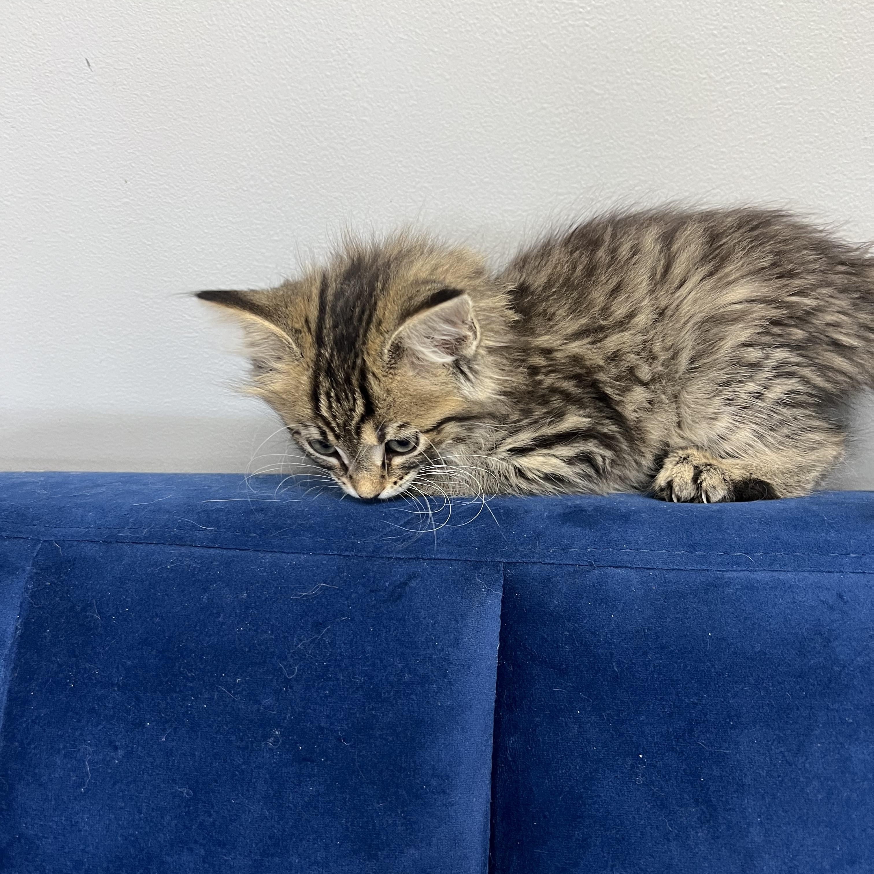 Enlarge Josie, a ADOPTABLE Domestic Medium Hair in Stormville, NY image 3/4