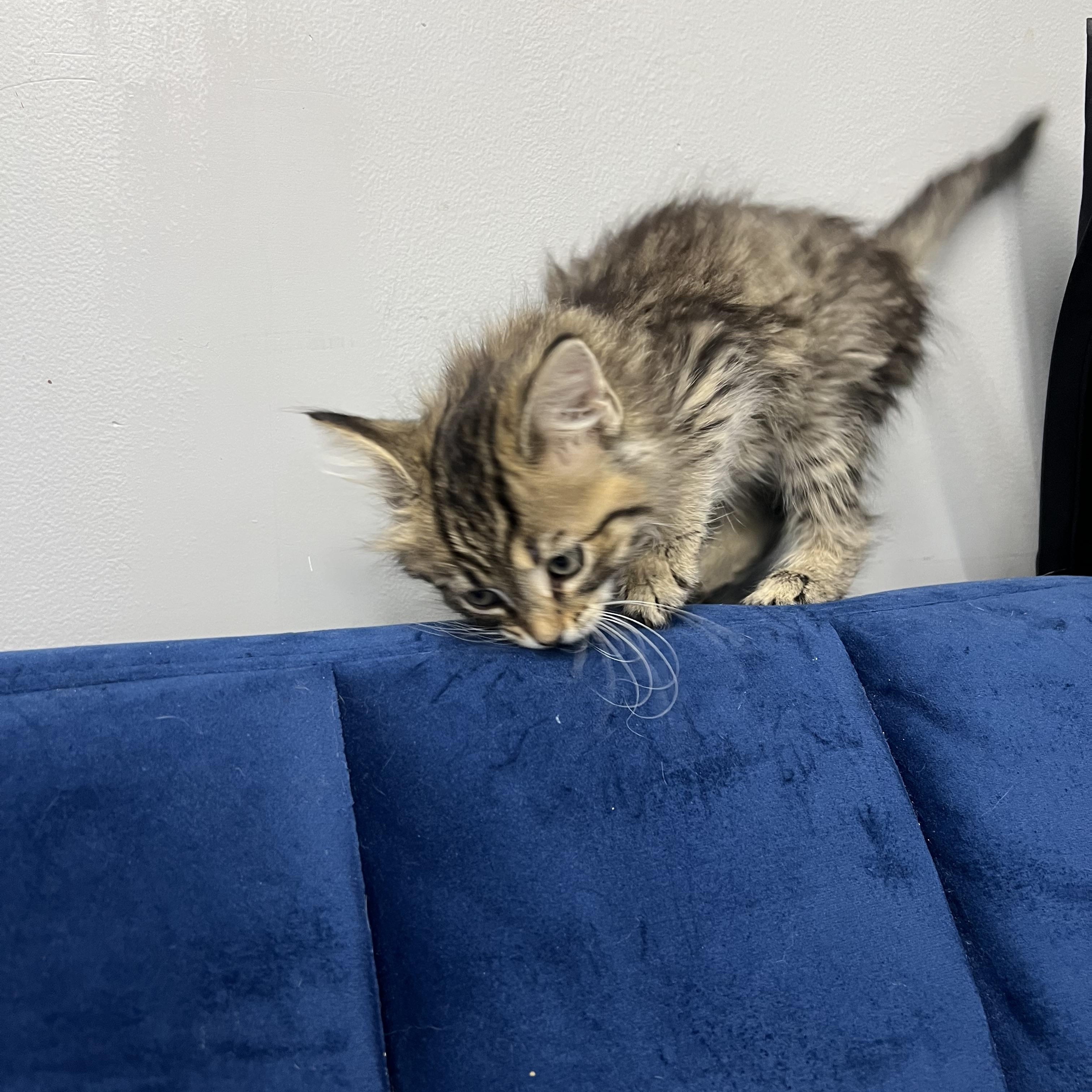 Enlarge Josie, a ADOPTABLE Domestic Medium Hair in Stormville, NY image 4/4
