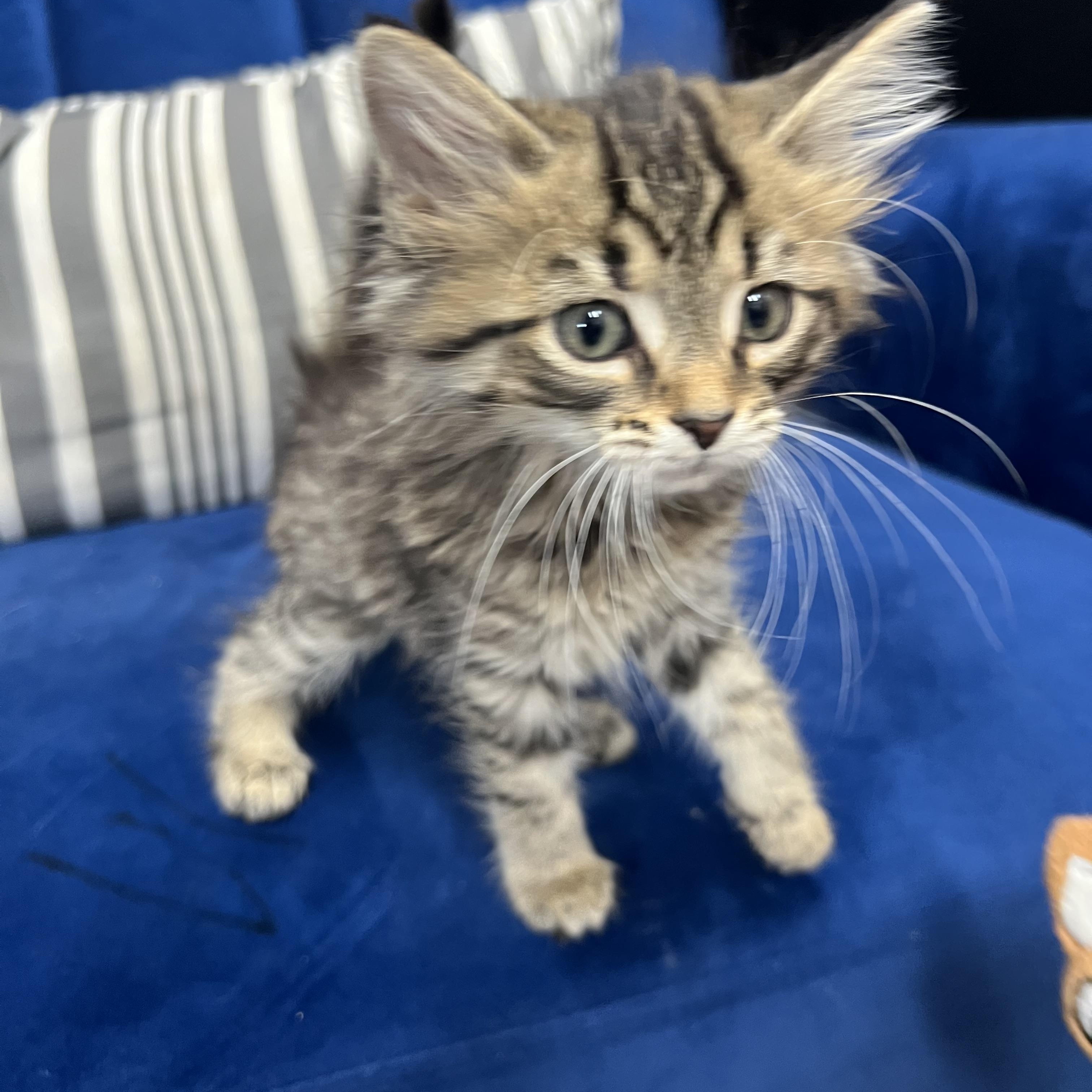 Josie, ADOPTABLE, Kitten Female Domestic Medium Hair.